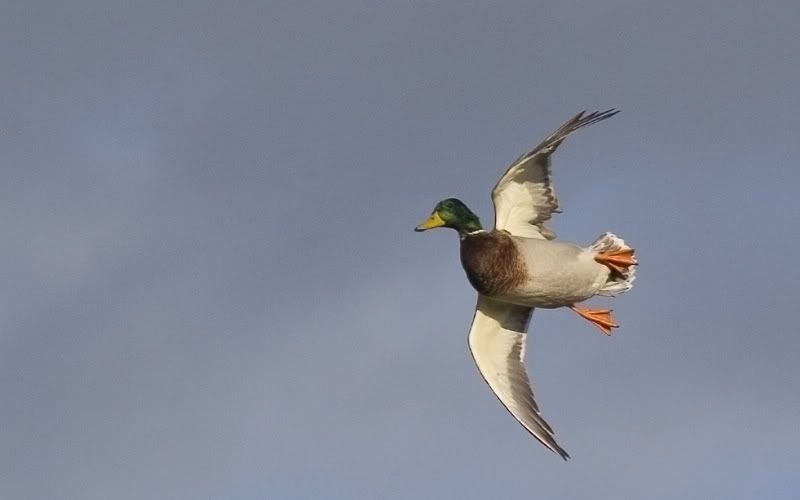 IMAGE: http://i72.photobucket.com/albums/i178/sharp5/Flaps-down.jpg