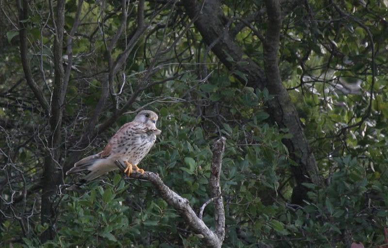 IMAGE: http://i72.photobucket.com/albums/i178/sharp5/Hawk-4.jpg