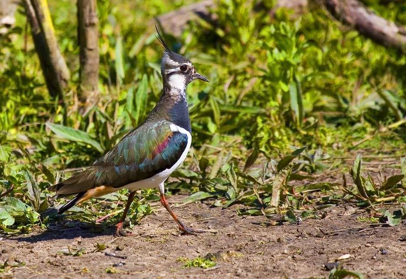 IMAGE: http://i72.photobucket.com/albums/i178/sharp5/IMG_1613.jpg