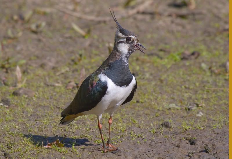 IMAGE: http://i72.photobucket.com/albums/i178/sharp5/IMG_1622.jpg