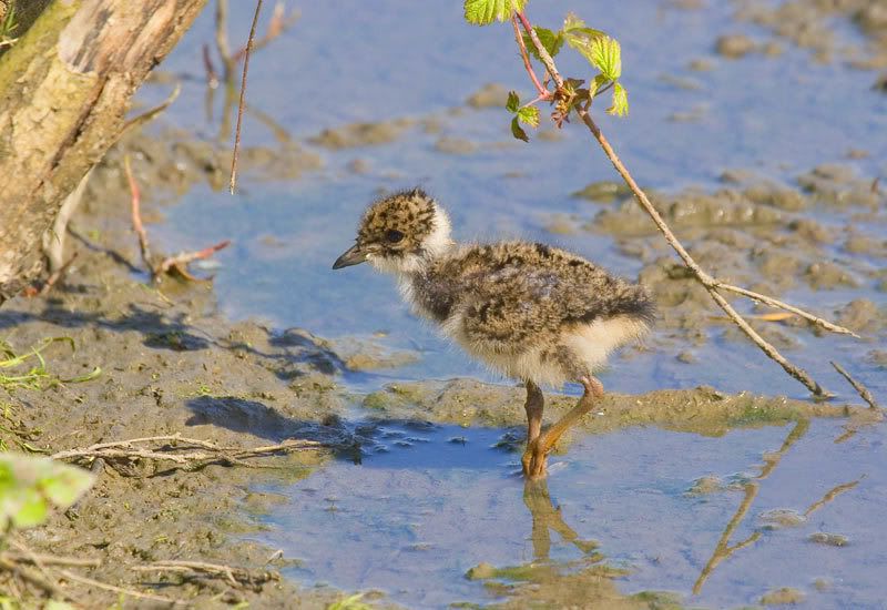 IMAGE: http://i72.photobucket.com/albums/i178/sharp5/IMG_1631.jpg