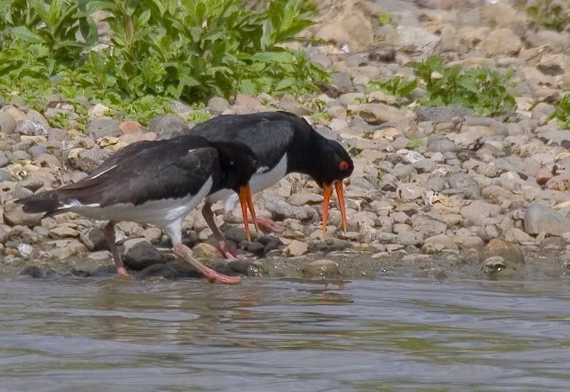 IMAGE: http://i72.photobucket.com/albums/i178/sharp5/IMG_1728.jpg