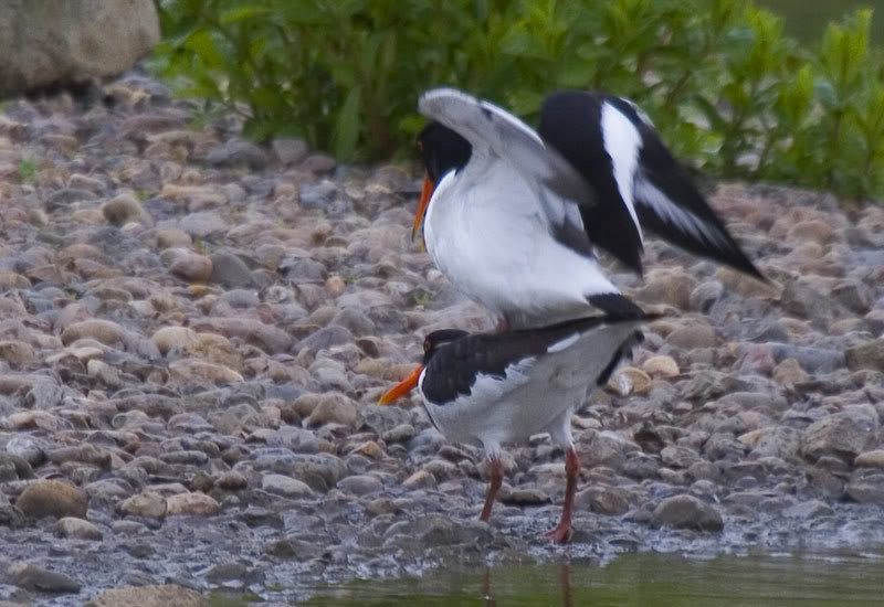 IMAGE: http://i72.photobucket.com/albums/i178/sharp5/IMG_1782.jpg