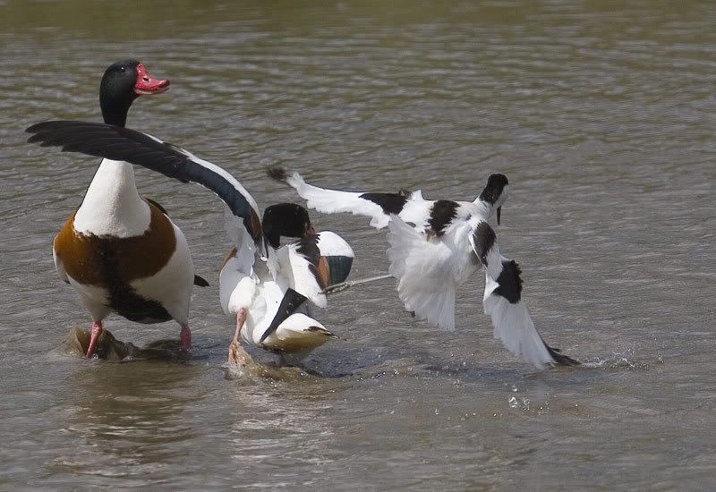 IMAGE: http://i72.photobucket.com/albums/i178/sharp5/IMG_2407.jpg