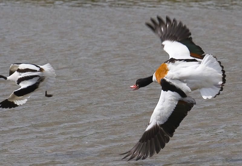 IMAGE: http://i72.photobucket.com/albums/i178/sharp5/IMG_2416.jpg