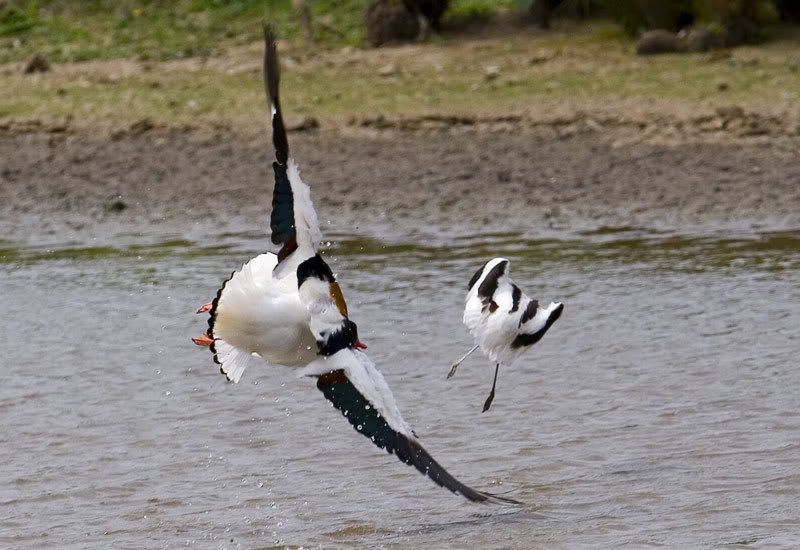 IMAGE: http://i72.photobucket.com/albums/i178/sharp5/IMG_2421.jpg