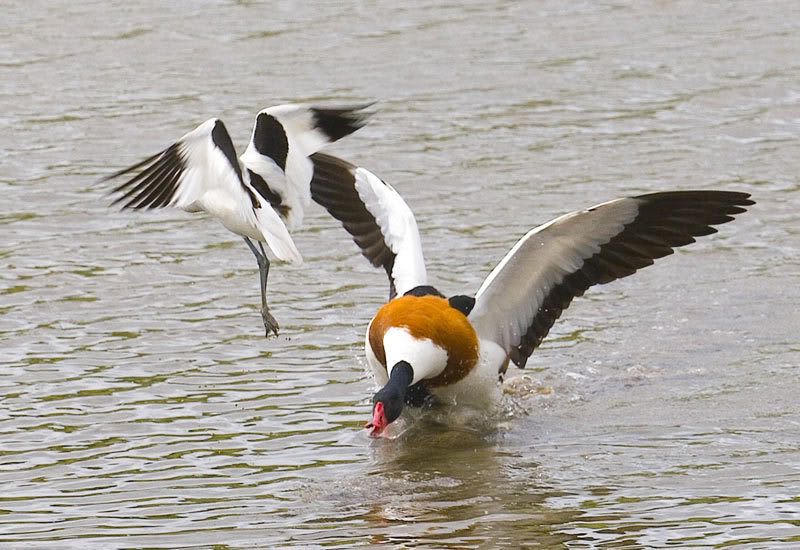 IMAGE: http://i72.photobucket.com/albums/i178/sharp5/IMG_2438.jpg