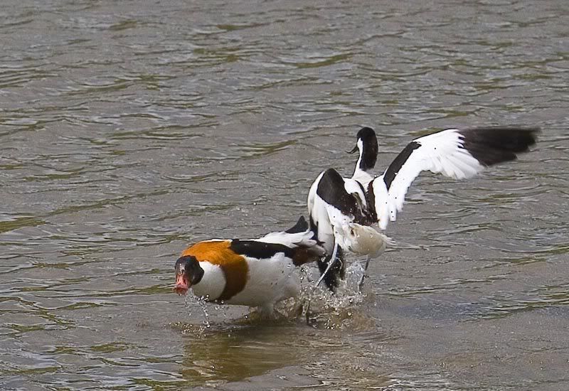 IMAGE: http://i72.photobucket.com/albums/i178/sharp5/IMG_2442.jpg