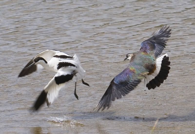 IMAGE: http://i72.photobucket.com/albums/i178/sharp5/IMG_2468.jpg