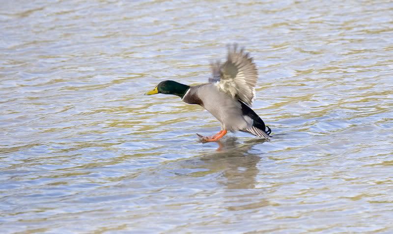 IMAGE: http://i72.photobucket.com/albums/i178/sharp5/Mall-landing-3.jpg