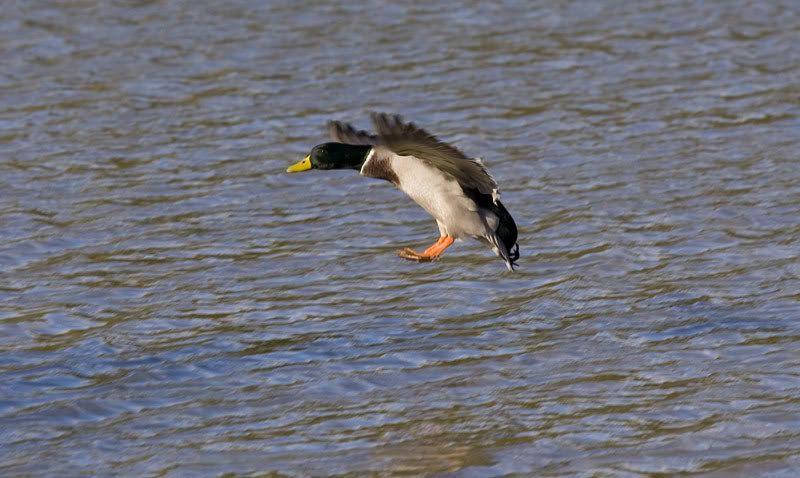 IMAGE: http://i72.photobucket.com/albums/i178/sharp5/Mall-landing_2.jpg