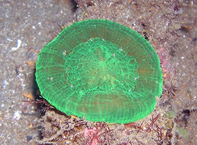 Green Sponge Pictures, Images and Photos
