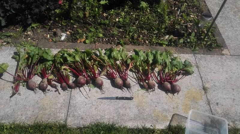 beets_zpsuxhw50cq.jpg