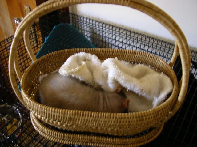 rue in basket Pictures, Images and Photos