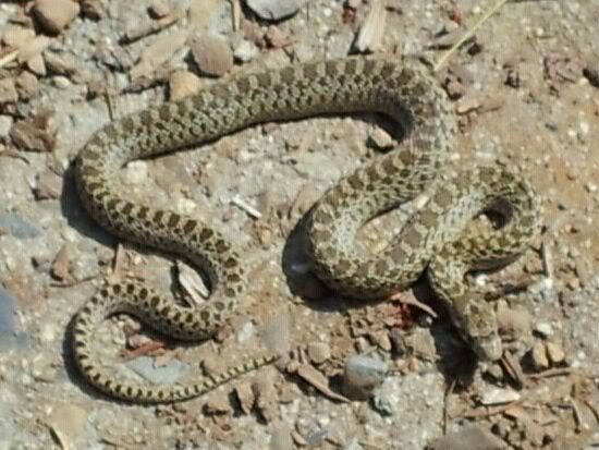 Identify-Baby-Rattlesnakes Your friend was never in danger.....that is a completely harmless ...