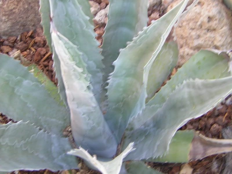 agave.jpg