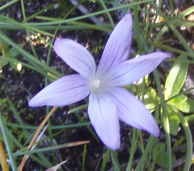 fiore.jpg