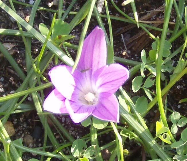 fiore4.jpg
