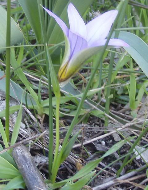 romulea2.jpg
