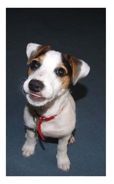 dog Pictures, Images and Photos