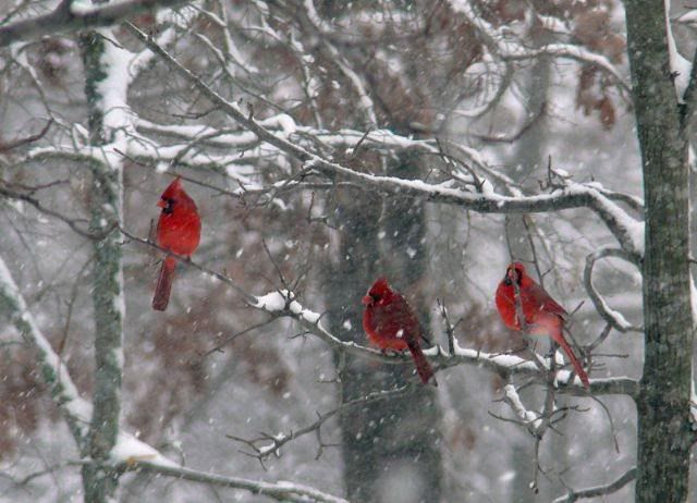 bird in snow photo: Cardinals on Snow-Covered Branches CardinalsinSnow20090227.jpg