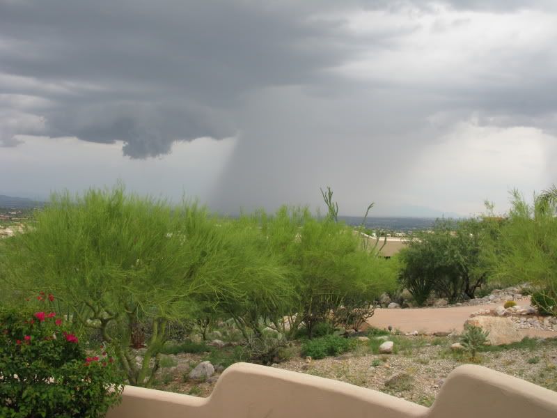 greendesertTucsonRains003.jpg