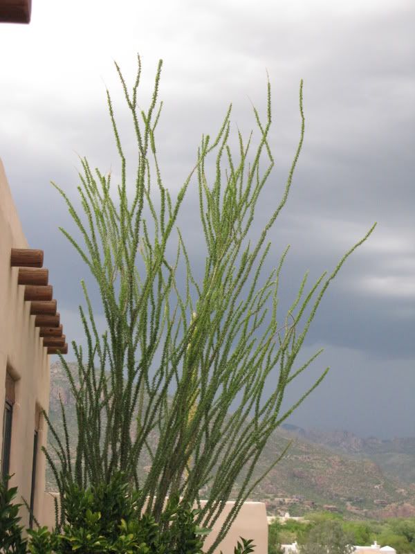 greendesertTucsonRains006.jpg