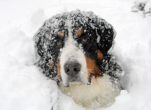 snowdog02101002pop-1.jpg