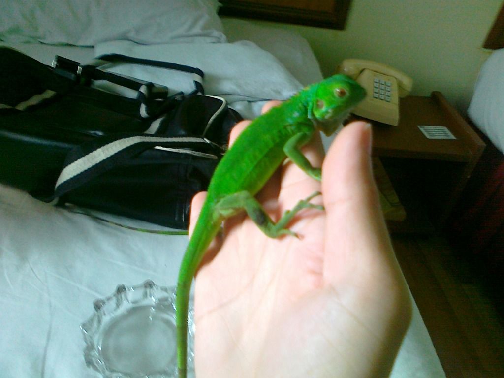 Topic chơi thú lạ - tắc kè hoa - 4