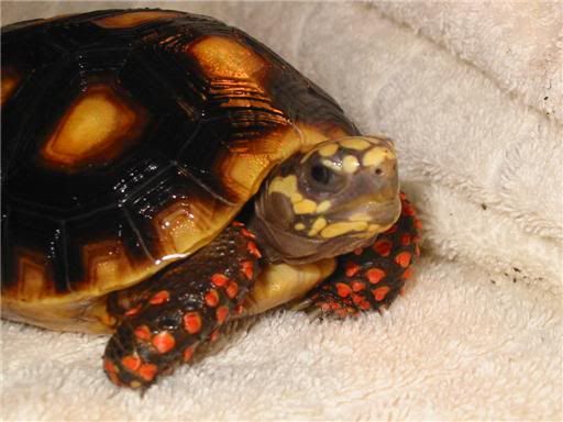 Redfoottortoise2.jpg