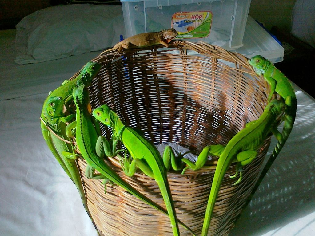 Topic chơi thú lạ - tắc kè hoa - 3