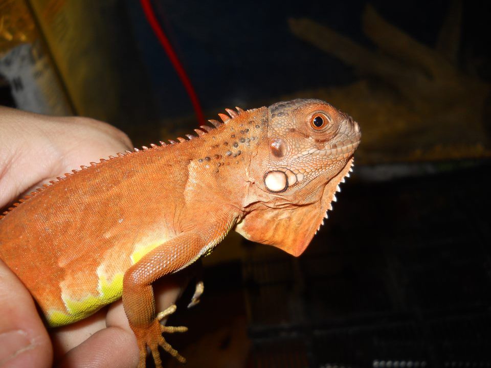 Topic chơi thú lạ - tắc kè hoa