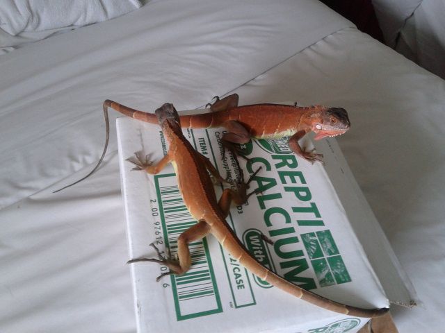 Topic chơi thú lạ - tắc kè hoa - 2