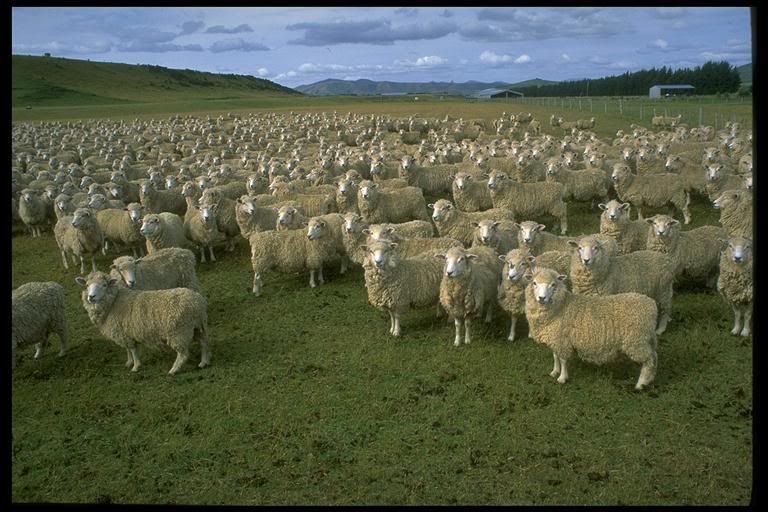 Flock of Sheep Pictures, Images and Photos