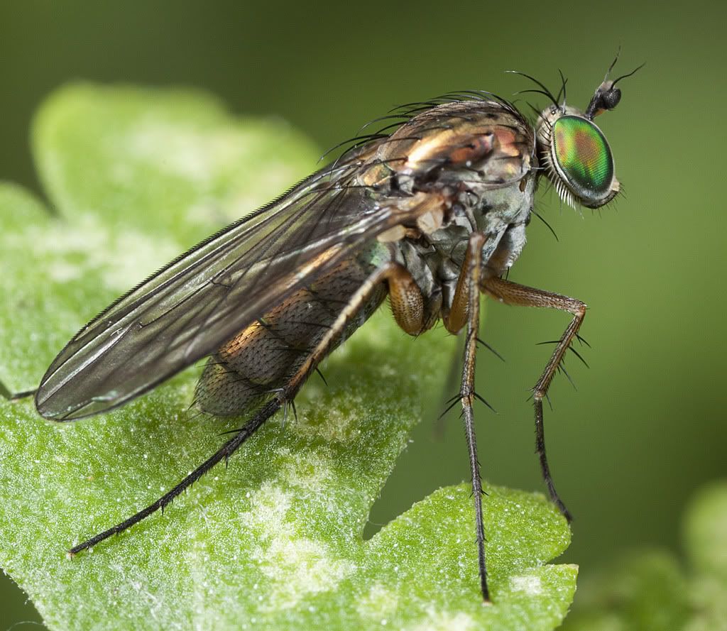 IMAGE: http://i72.photobucket.com/albums/i192/garlicpickle/Canon/5D0109-11stacksmall.jpg