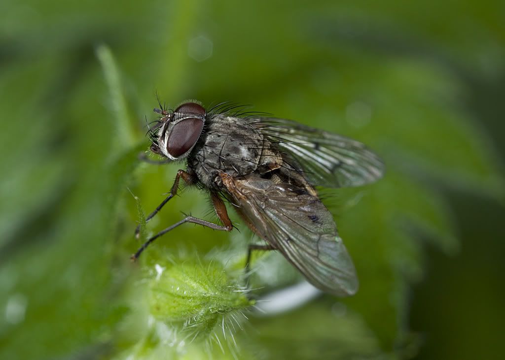 IMAGE: http://i72.photobucket.com/albums/i192/garlicpickle/Canon/5D192-3stacksmall.jpg