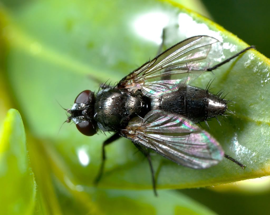 IMAGE: http://i72.photobucket.com/albums/i192/garlicpickle/Canon/5D225-6stacksmall.jpg