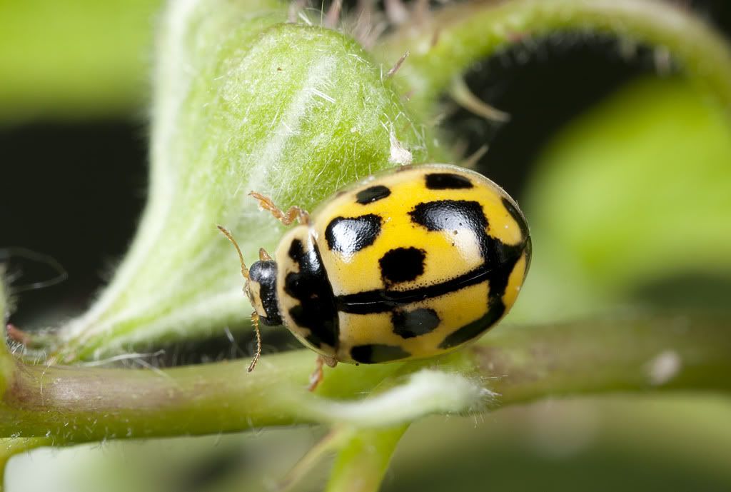 IMAGE: http://i72.photobucket.com/albums/i192/garlicpickle/Canon/IMG_0111-2small.jpg