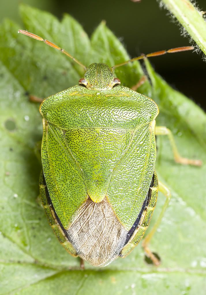 IMAGE: http://i72.photobucket.com/albums/i192/garlicpickle/Canon/IMG_0330-2stacksmall.jpg