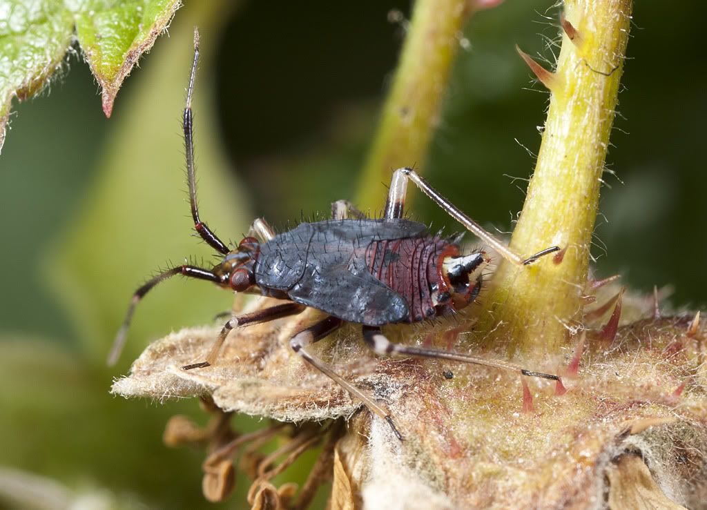 IMAGE: http://i72.photobucket.com/albums/i192/garlicpickle/Canon/IMG_0354-6small.jpg