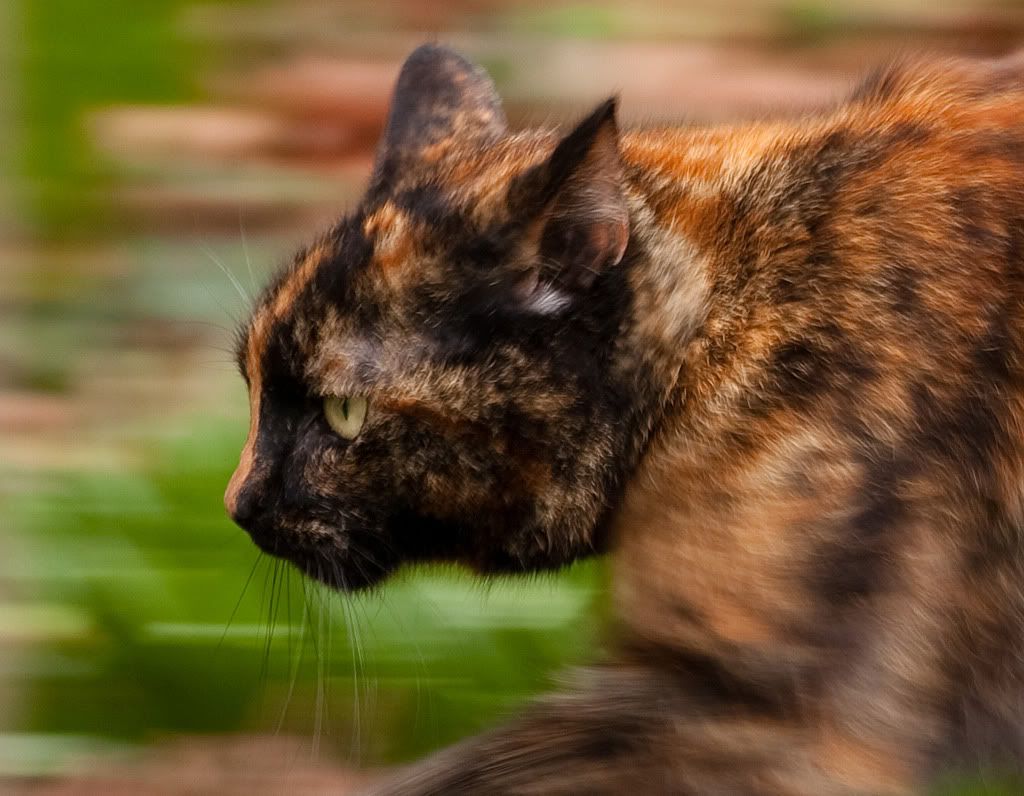 IMAGE: http://i72.photobucket.com/albums/i192/garlicpickle/Canon/lr1-0928crop.jpg