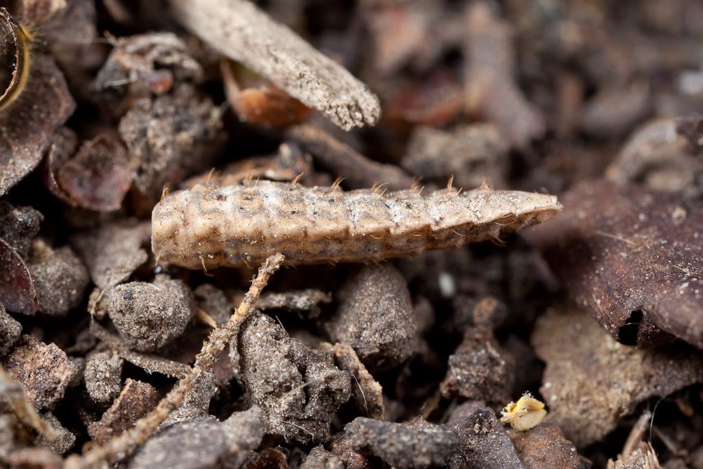 IMAGE: http://i72.photobucket.com/albums/i192/garlicpickle/Canon/lr1-0949.jpg