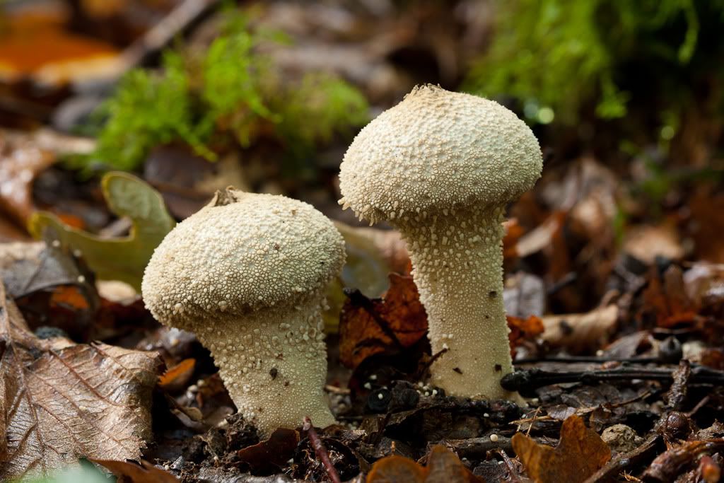 IMAGE: http://i72.photobucket.com/albums/i192/garlicpickle/Canon/lr1-7337.jpg