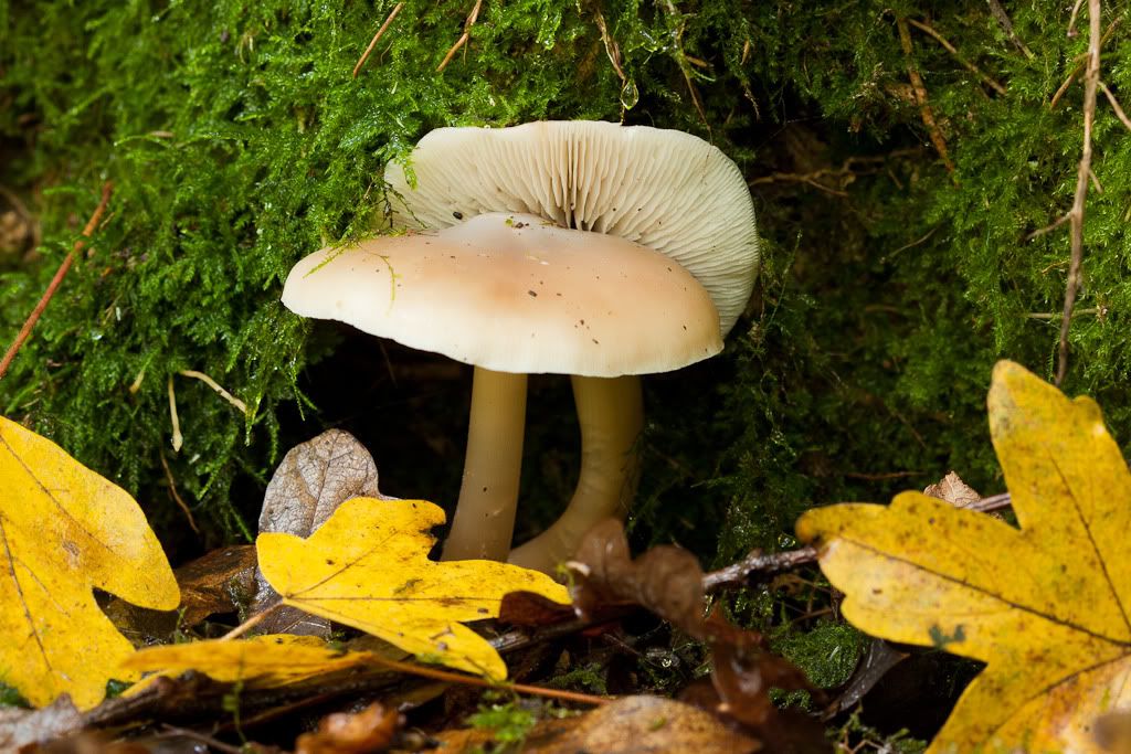 IMAGE: http://i72.photobucket.com/albums/i192/garlicpickle/Canon/lr1-7344.jpg