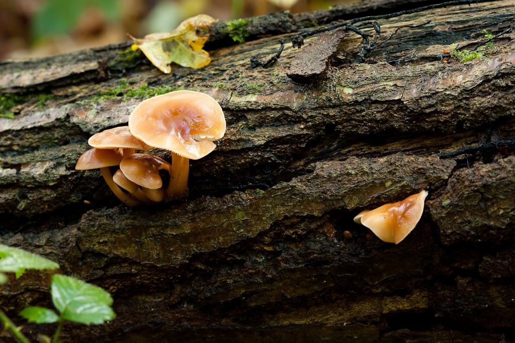 IMAGE: http://i72.photobucket.com/albums/i192/garlicpickle/Canon/lr1-7347.jpg