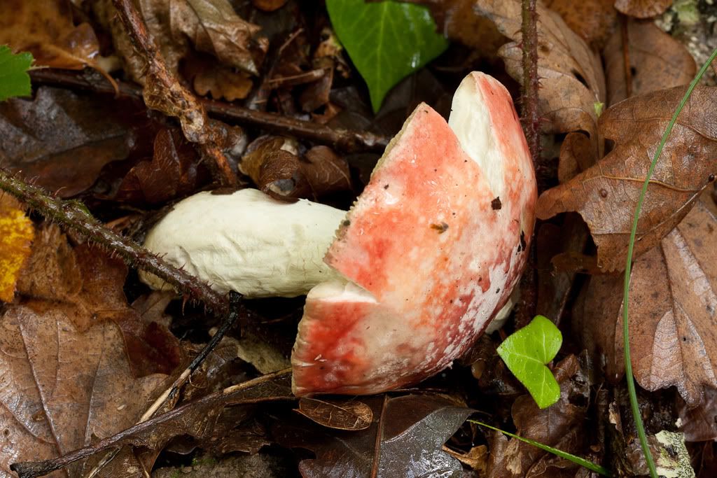 IMAGE: http://i72.photobucket.com/albums/i192/garlicpickle/Canon/lr1-7357.jpg