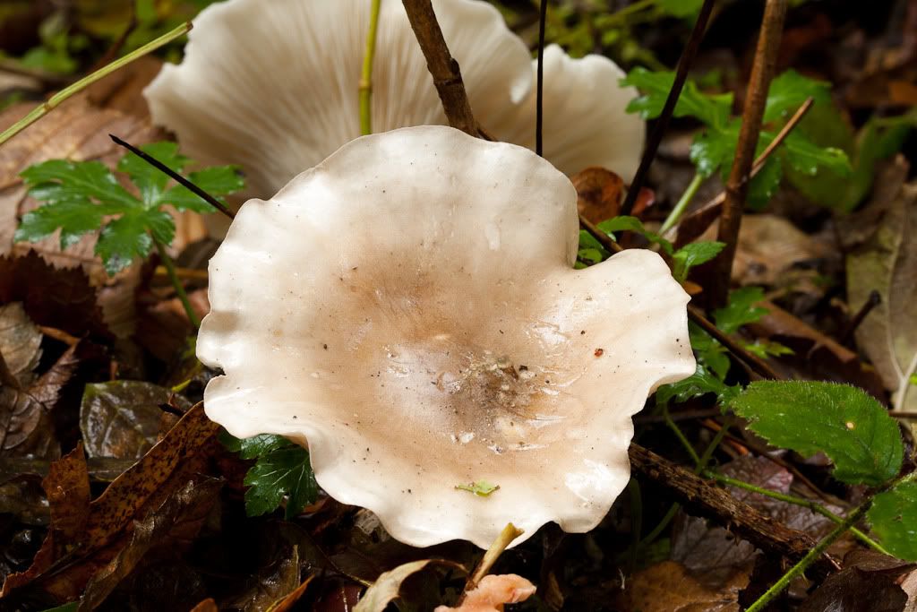 IMAGE: http://i72.photobucket.com/albums/i192/garlicpickle/Canon/lr1-7366.jpg