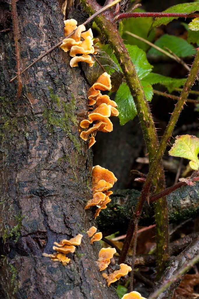 IMAGE: http://i72.photobucket.com/albums/i192/garlicpickle/Canon/lr1-7368.jpg