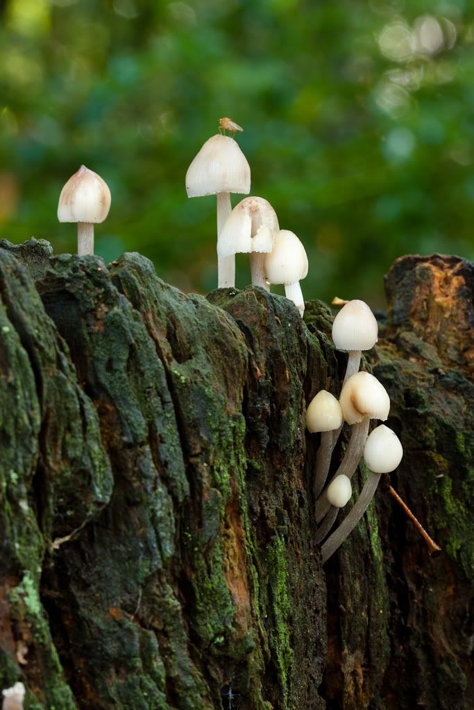 IMAGE: http://i72.photobucket.com/albums/i192/garlicpickle/Canon/lr1-7379.jpg