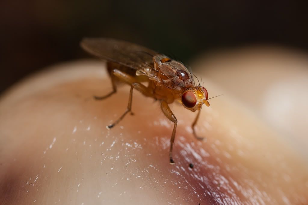 IMAGE: http://i72.photobucket.com/albums/i192/garlicpickle/Canon/lr1-7392.jpg